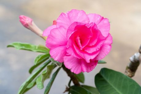 Цветы, похожие на Розу: Топ-25 видов с описанием и фото